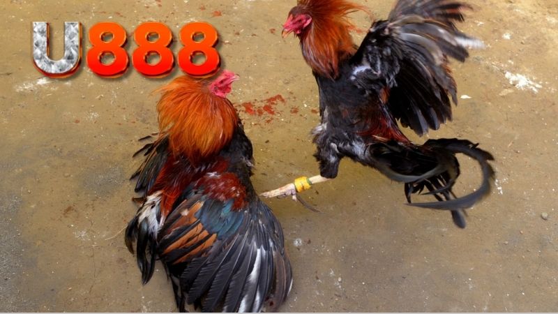 cach-gianh-chien-thang