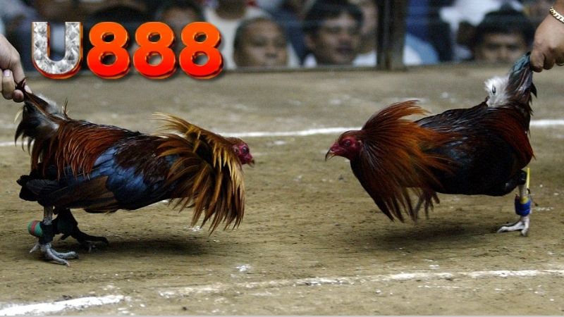 kien-thuc-va-ky-thuat-toi-uu-chien-thang