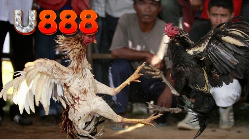 phat-trien-ga-da-toan-dien