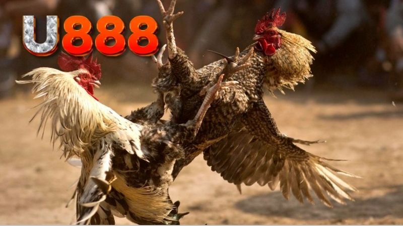 ap-dung-meo-da-ga-thang-lon-lien-tuc-va-kien-tri